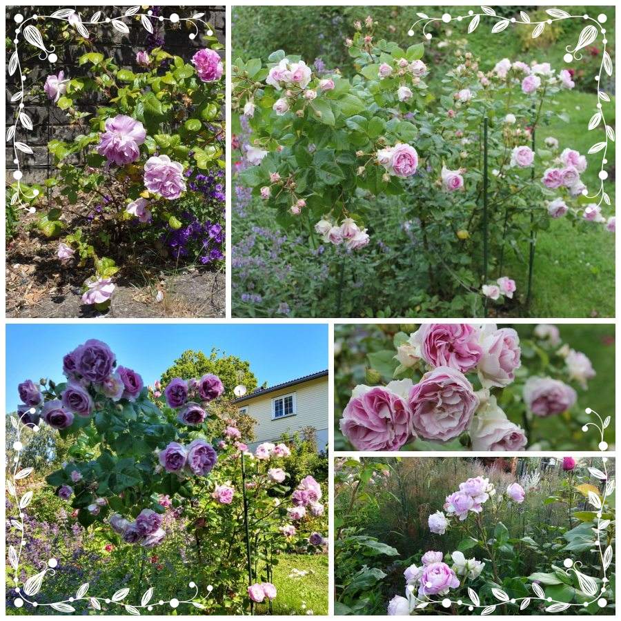 Saphir róże parkowe